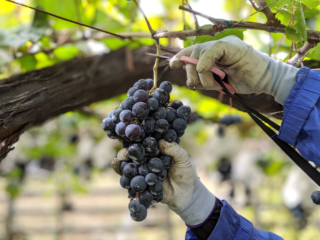 ブドウ収穫・ワイン仕込み体験のお知らせ